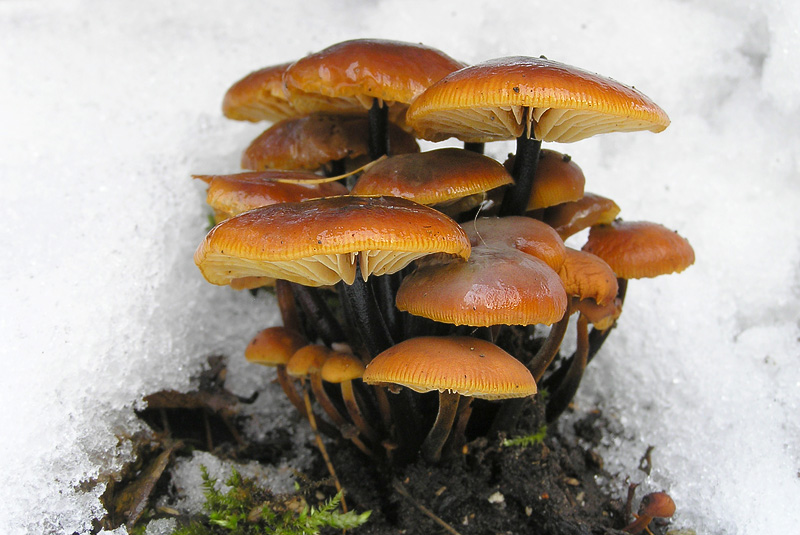 Flammulina velutipes